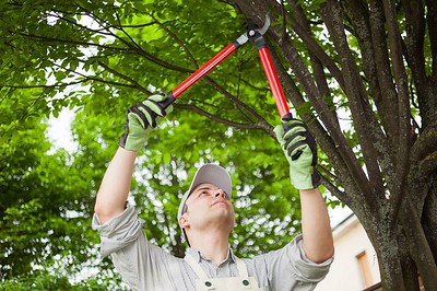 An image of tree service in Calavera Hills Village from Carlsbad, CA.