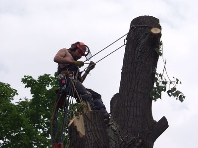 This is a picture of tree service in Cardiff from Carlsbad, CA.