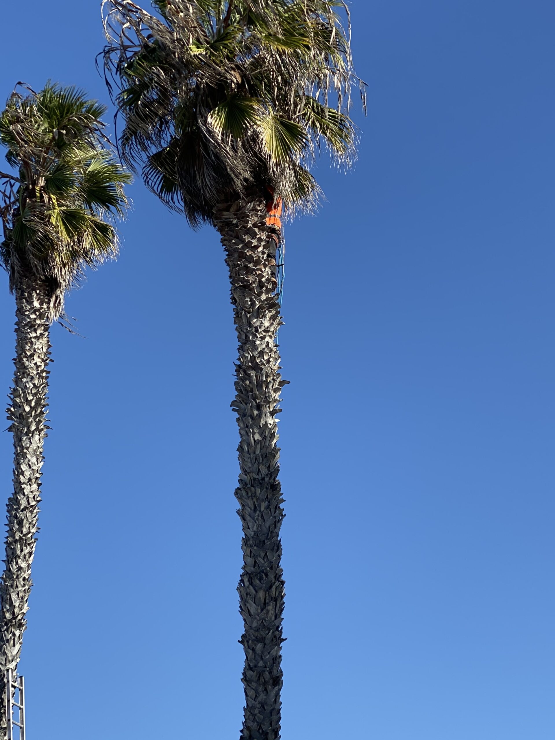 this is an image of type of trees in Carlsbad