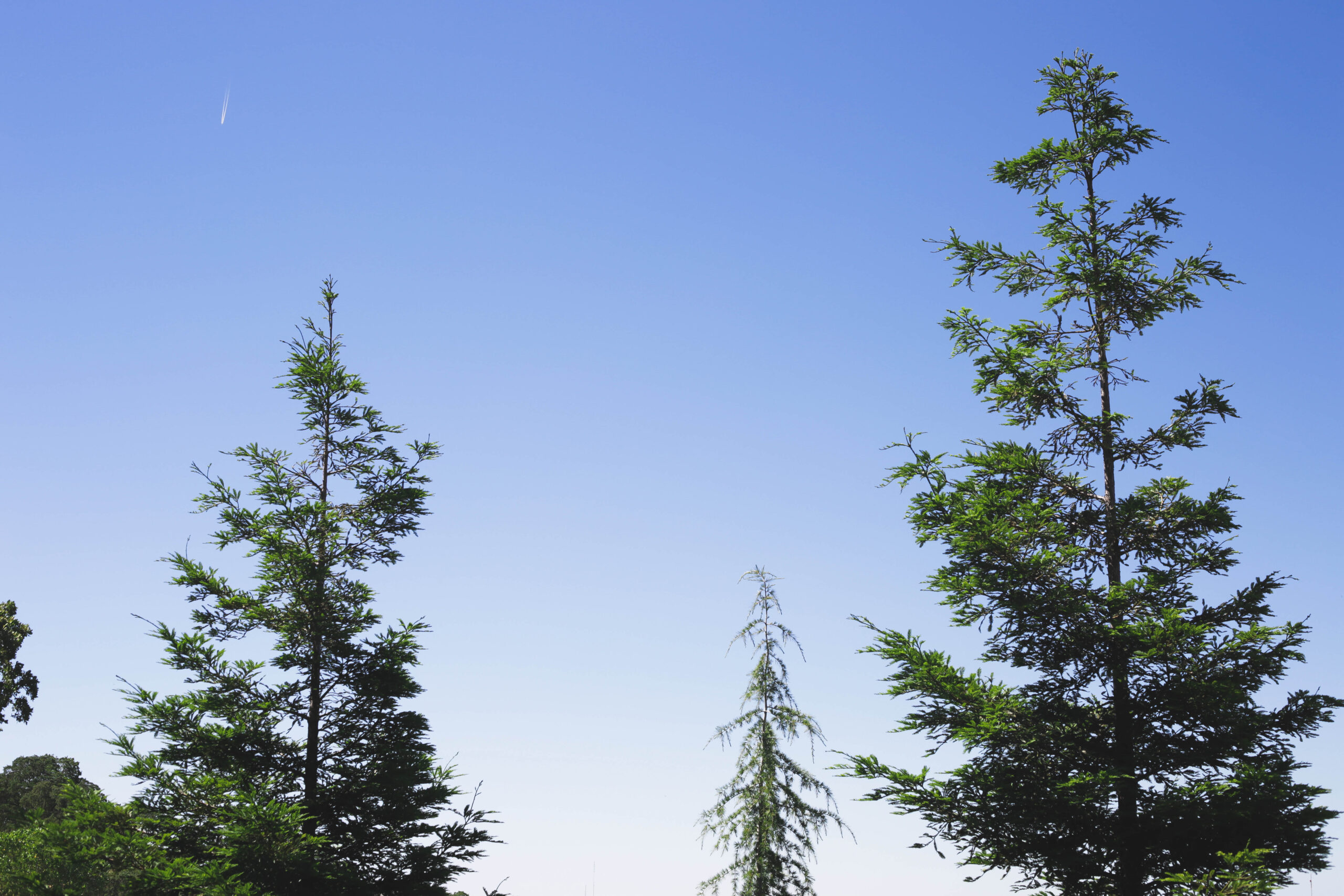 this is an image of type of trees in Carlsbad