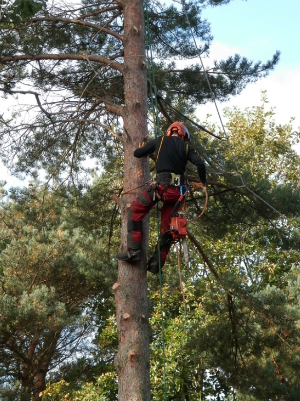 this is an image of tree removal in Carlsbad