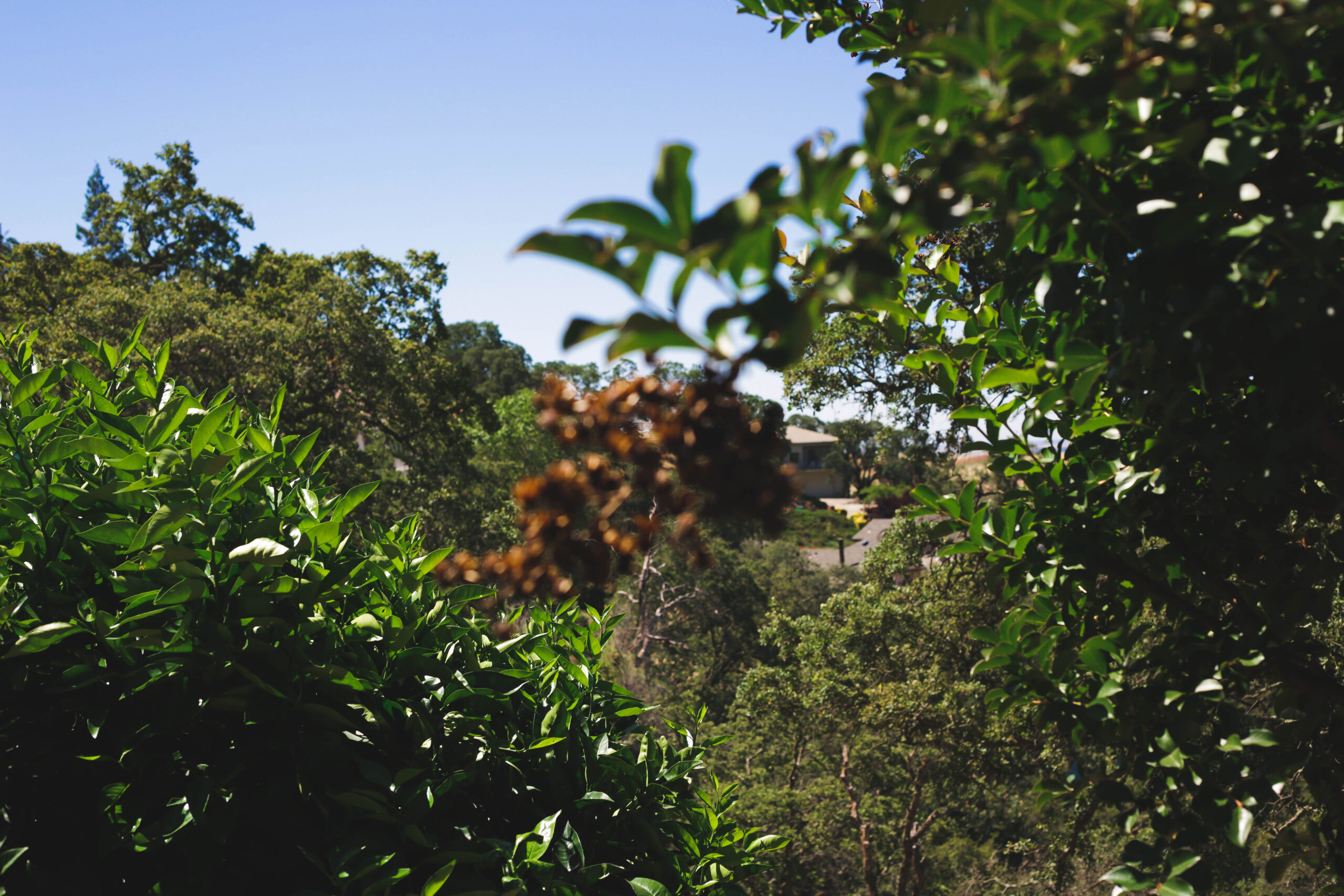 this image shows tree service in Carlsbad