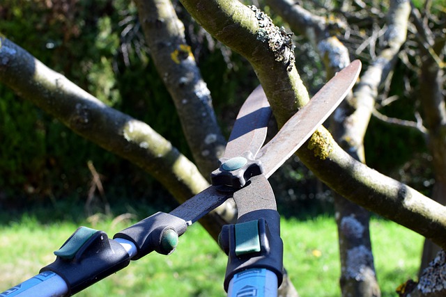 An image of tree pruning in Carlsbad, CA.