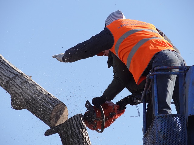 This is an image of commercial tree service in Carlsbad, CA.