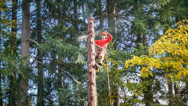 An image of commercial tree service in Carlsbad, CA.