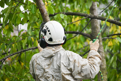 The photo shows the tree service in Encinitas from Carlsbad, CA.