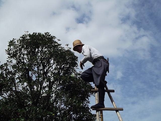 An image of residential tree service in Carlsbad, CA.