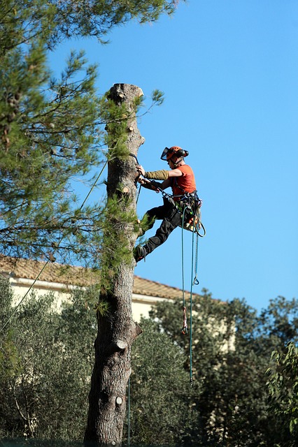 An image of residential tree service in Carlsbad, CA.