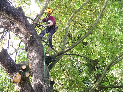 An image of tree cabling and bracing in Carlsbad, CA.