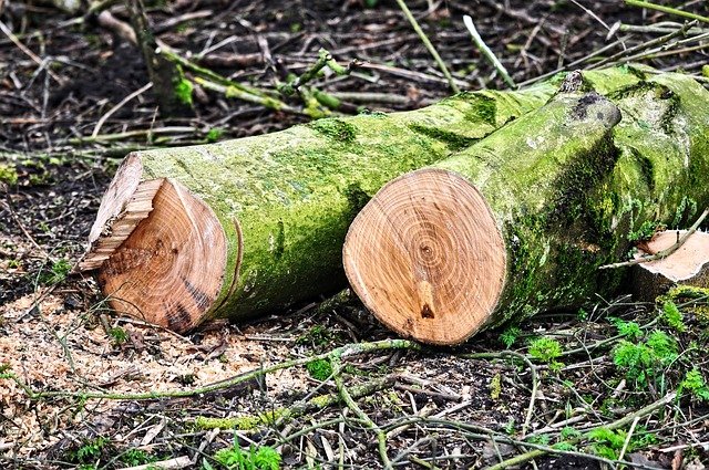 The photo shows tree cutting in Carlsbad, CA.