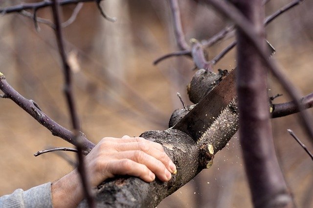 An image of tree cutting in Carlsbad, CA.