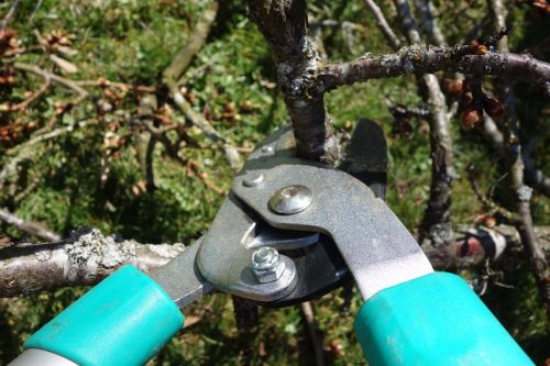 This is a picture of tree pruning in Carlsbad, CA.