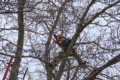 An image of tree service in Calavera Hills Village from Carlsbad, CA.