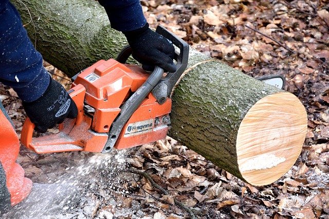 An image of tree service in Cardiff from Carlsbad, CA.