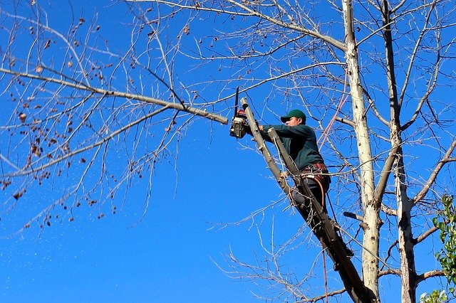 An image of tree service in Vista from Carlsbad, CA.