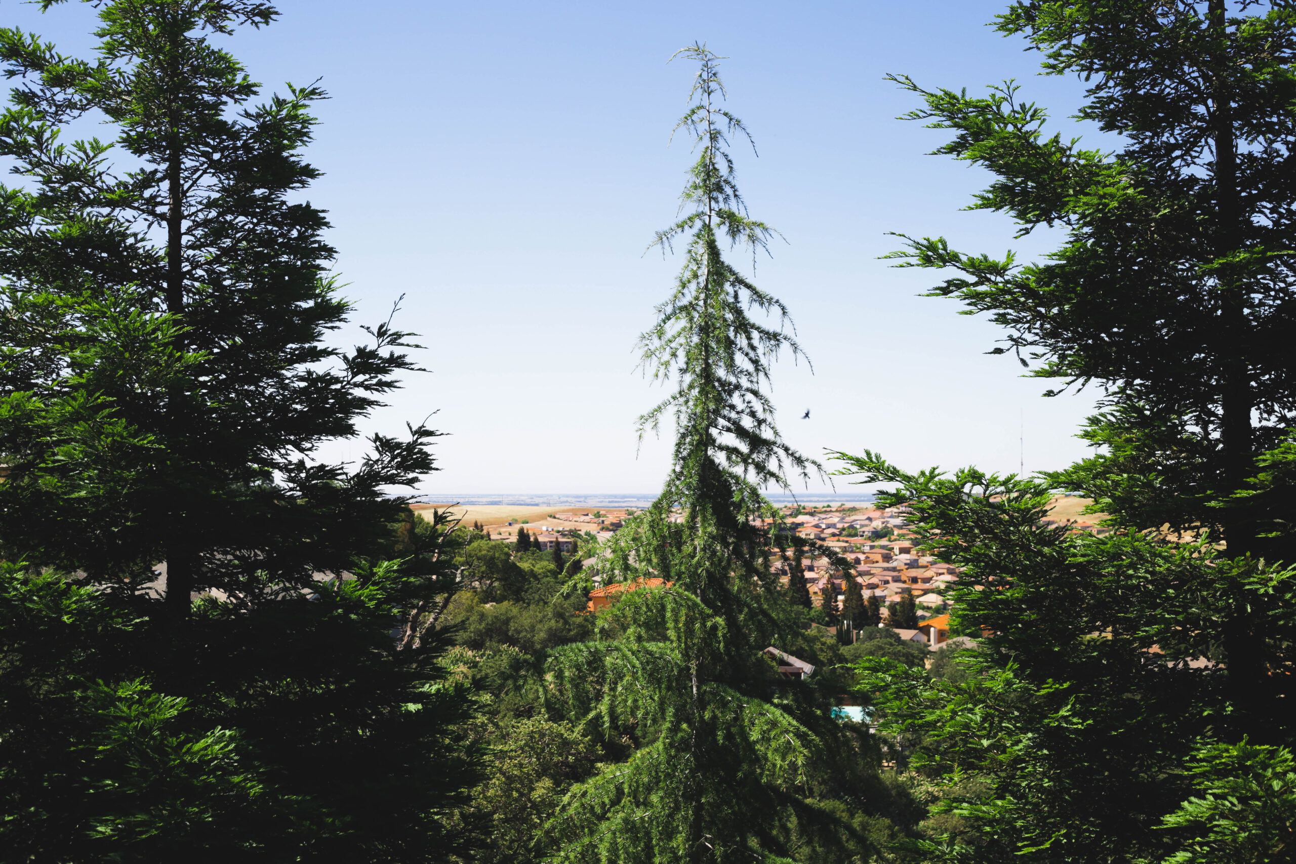 this image shows type of tree in Carlsbad