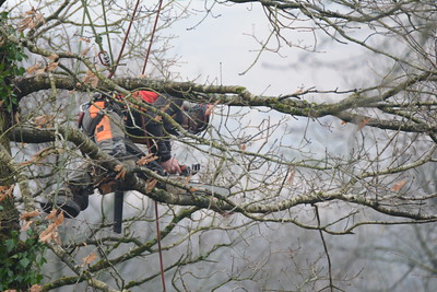 The photo shows the tree service in Vista from Carlsbad, CA.