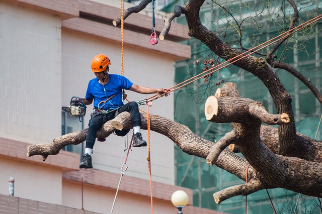 An image of tree service in Vista from Carlsbad, CA.