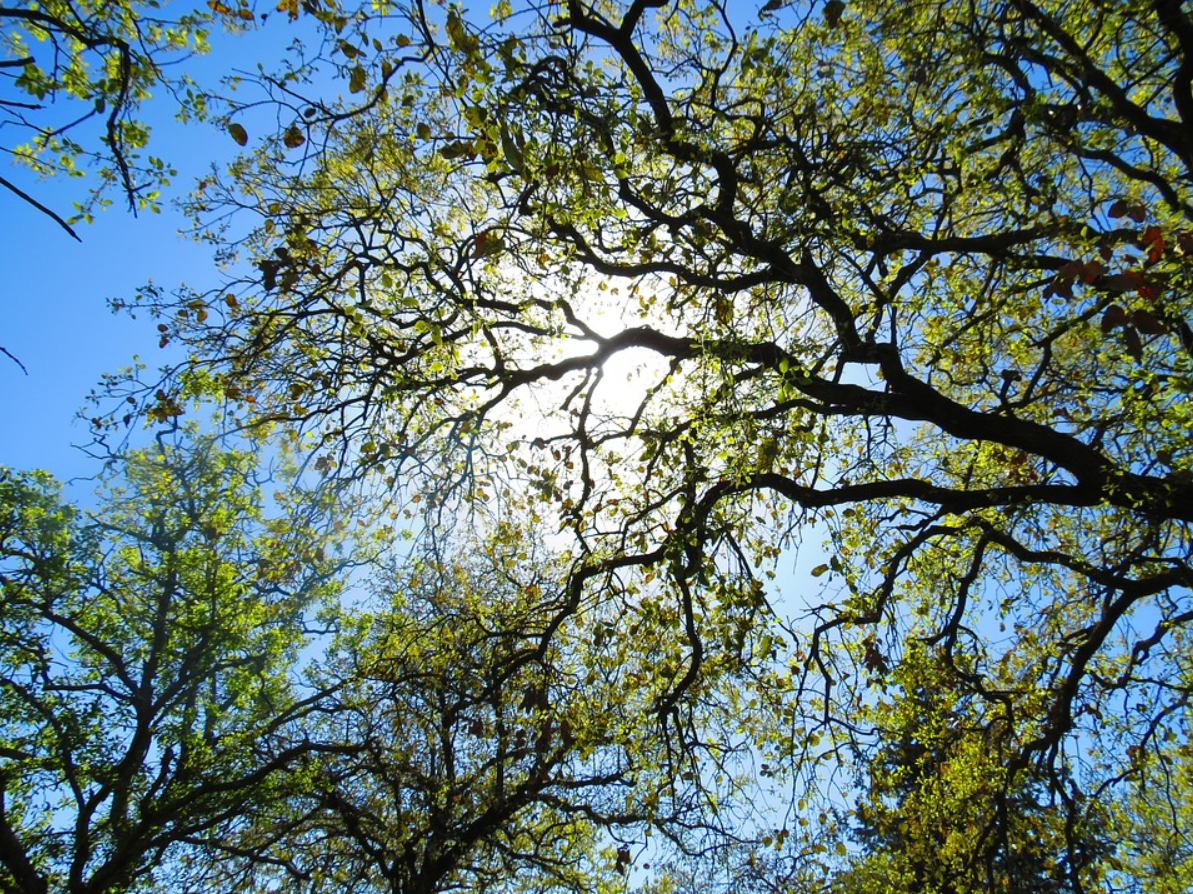 this image shows tree service in carlsbad