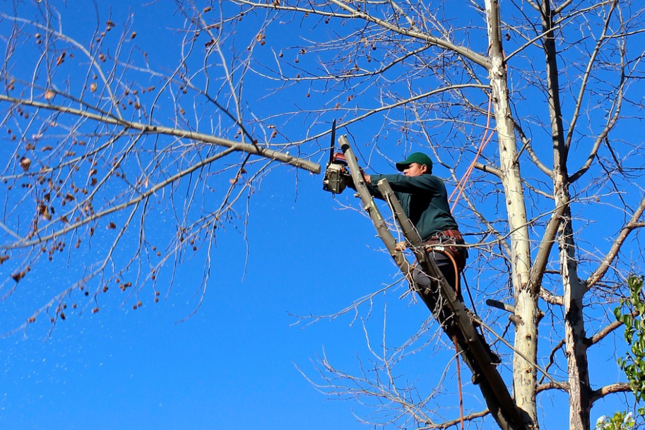 this is an image of tree service in carlsbad