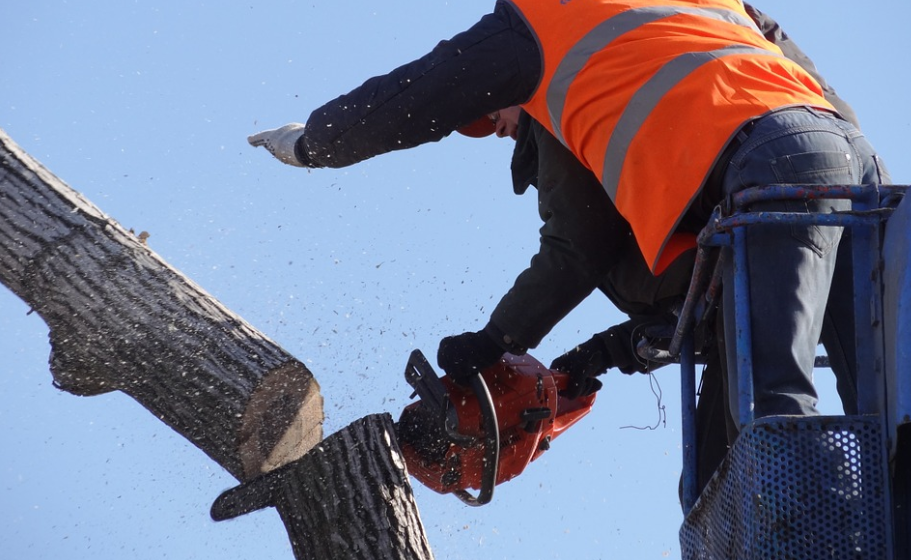 this image shows tree service in carlsbad