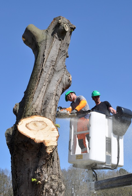 this is an image of stump removal in Carlsbad