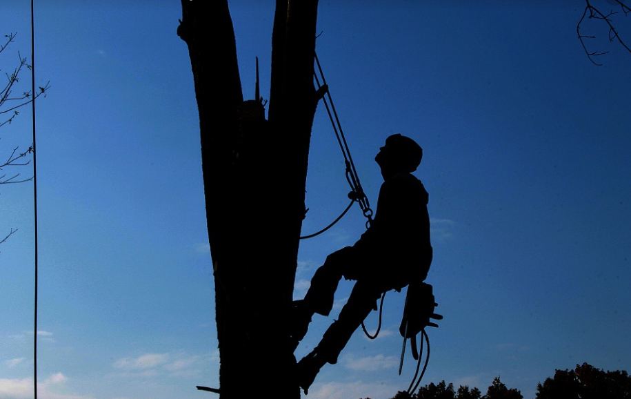 A picture of tree cabling in Carlsbad