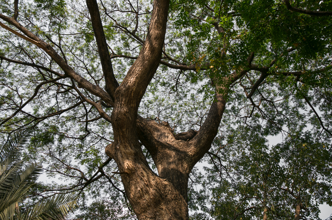 A picture of tree doctor in Rancho Santa Fe.