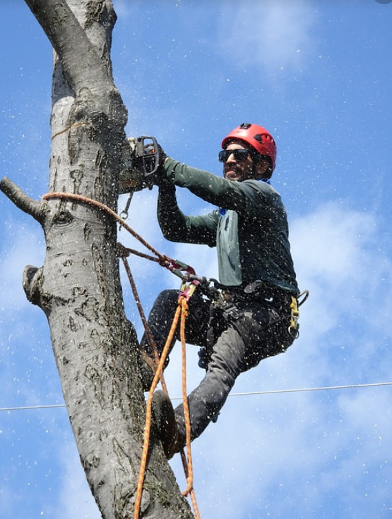 this is an image of tree removal in Carlsbad