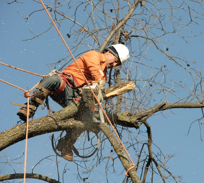 this is an image of tree removal in Carlsbad