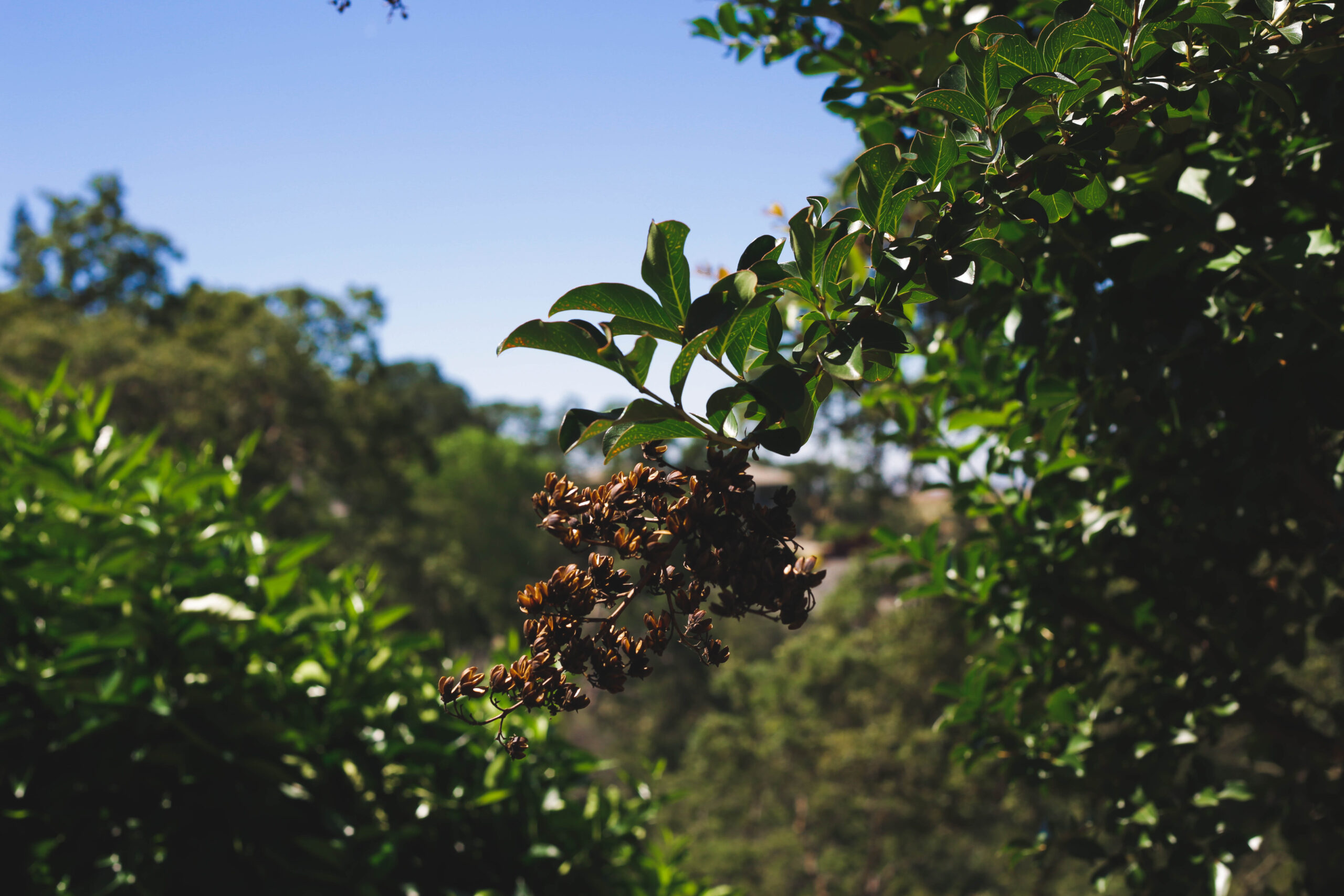 this is an image of tree service in carlsbad