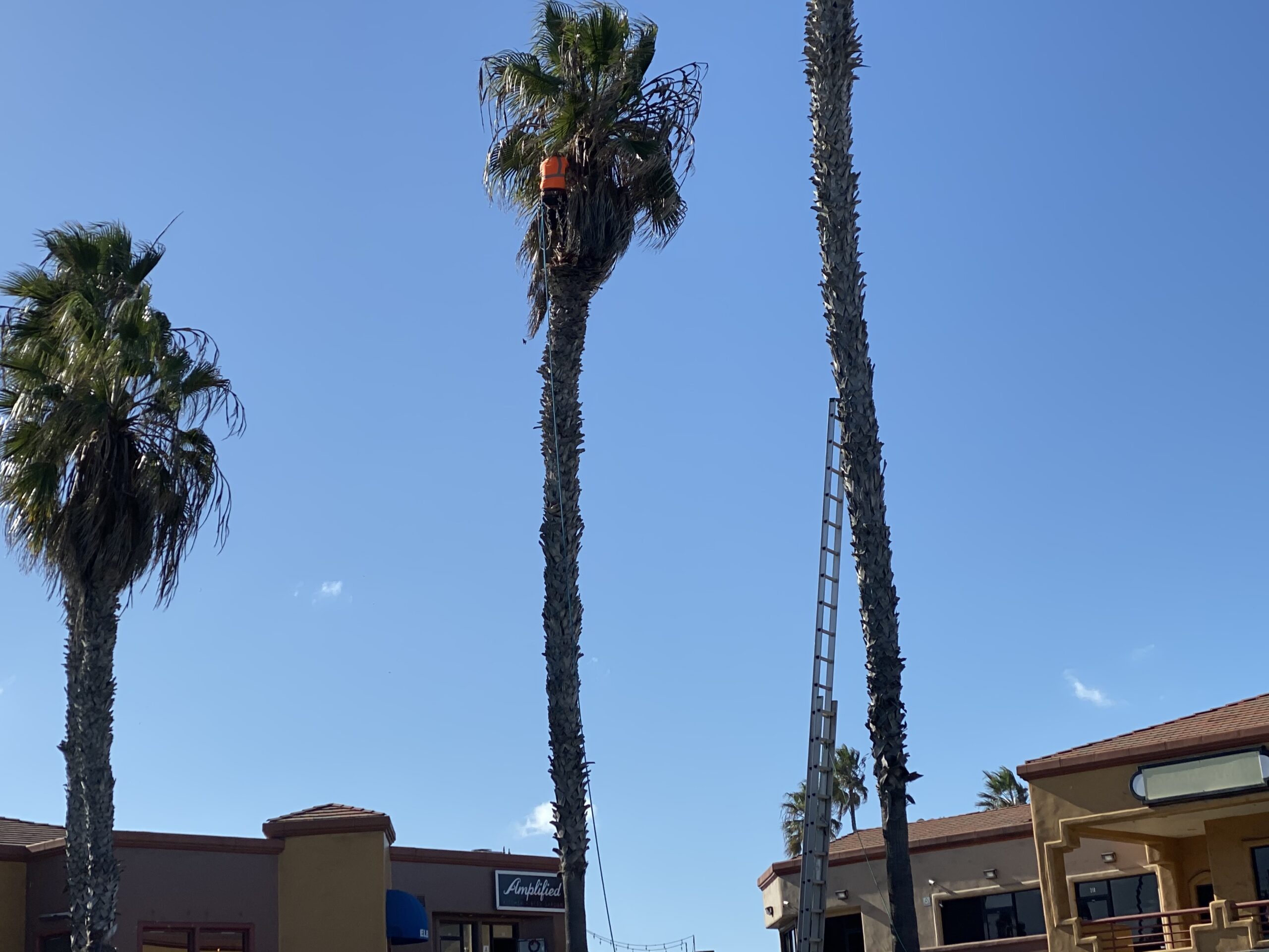 this image shows tree service in carlsbad
