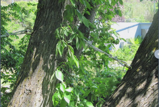 An image of Carlsbad tree cabling and bracing.