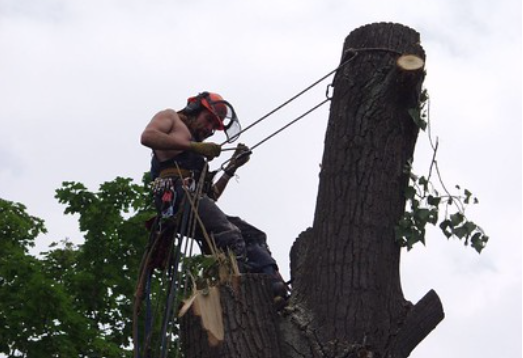 An image of Carlsbad tree doctor.