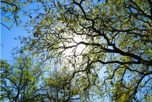 This image shows tree service in Carlsbad.