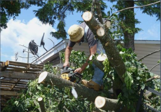 An image of tree service in Rancho Santa Fe.