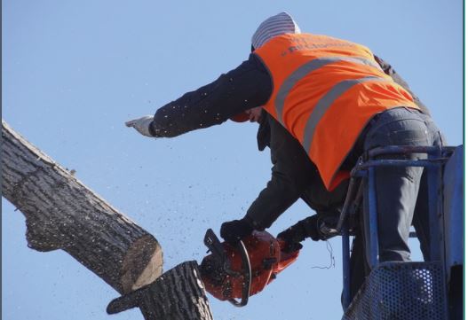 This is a picture of tree service in Rancho Santa Fe.