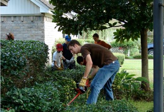 A picture of tree service in San Marcos, CA