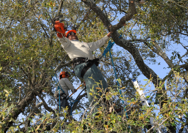 this is a picture of tree lopping in Carlsbad, CA